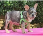 Small #3 French Bulldog