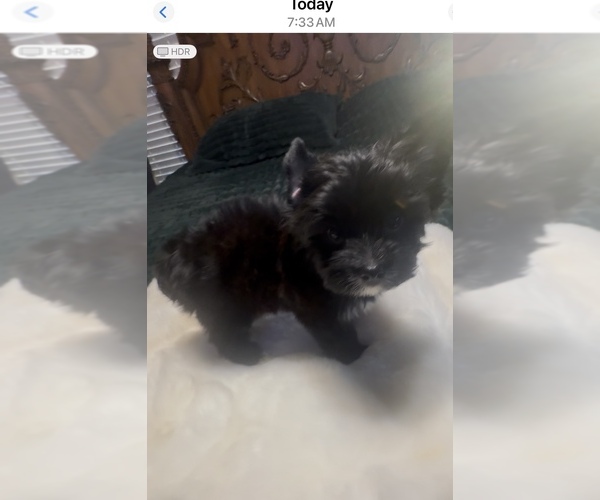 Medium Photo #1 Yorkshire Terrier Puppy For Sale in FORT WORTH, TX, USA