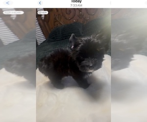 Yorkshire Terrier Puppy for sale in FORT WORTH, TX, USA