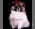 Small Photo #84 Pomeranian Puppy For Sale in WARSAW, IN, USA