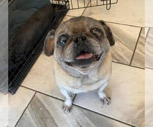 Pug Dogs for adoption in Indianapolis, IN, USA