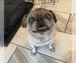 Small Pug