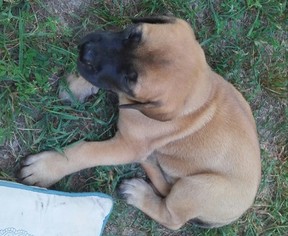 Mastiff Puppy for sale in AVA, MO, USA