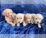 Small Photo #2 Golden Retriever Puppy For Sale in FAIR HAVEN, MI, USA