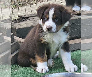 Australian Shepherd Puppy for sale in NELSON, VA, USA