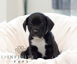 French Bulldog-Goldendoodle Mix Puppy for sale in YORK, PA, USA