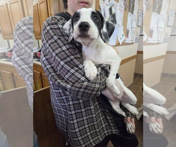 Medium Photo #1 Retriever -Unknown Mix Puppy For Sale in Martinsburg, WV, USA