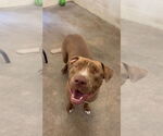 Small #9 American Pit Bull Terrier Mix