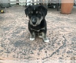 Small Photo #6 Labrador Retriever-Wolf Hybrid Mix Puppy For Sale in GASSVILLE, AR, USA