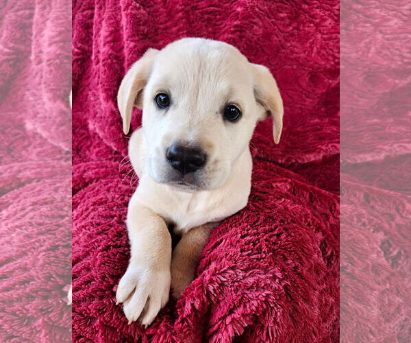 Medium Photo #1 Anatolian Pyrenees Puppy For Sale in Royal Palm Beach, FL, USA