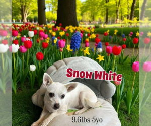 Chihuahua-Unknown Mix Dogs for adoption in Cranston, RI, USA