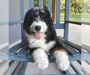 Bernedoodle Puppy for Sale in FRANKLIN, Indiana USA