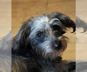 Medium Mutt