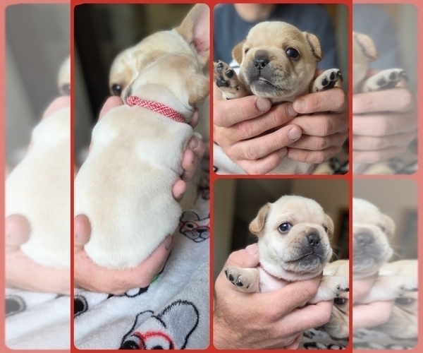 Medium Photo #7 French Bulldog Puppy For Sale in FORT COLLINS, CO, USA