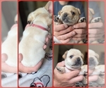 Small #6 French Bulldog