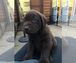Small Photo #7 Labrador Retriever Puppy For Sale in ARLINGTON, VA, USA