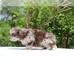 Small #9 ShihPoo
