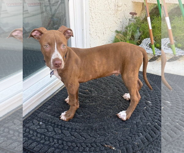 Medium Photo #3 Mutt Puppy For Sale in Mission Viejo, CA, USA