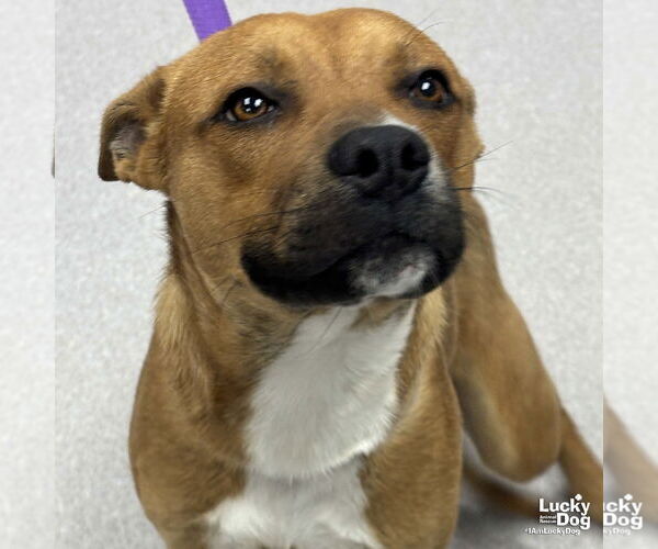 Medium Photo #4 Boxer-Unknown Mix Puppy For Sale in Washington, DC, USA