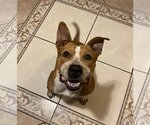 Small #1 Red Heeler-Staffordshire Bull Terrier Mix