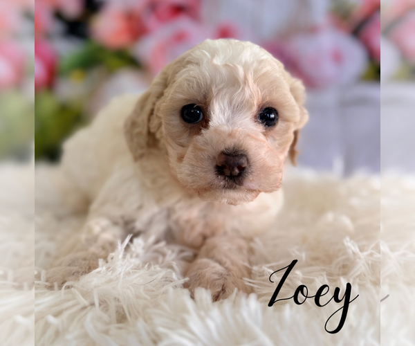 Medium Photo #4 Poodle (Miniature) Puppy For Sale in ADDISON, IL, USA