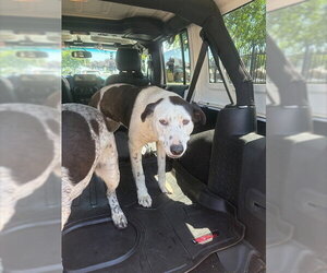 Mutt Dogs for adoption in Stockton, CA, USA