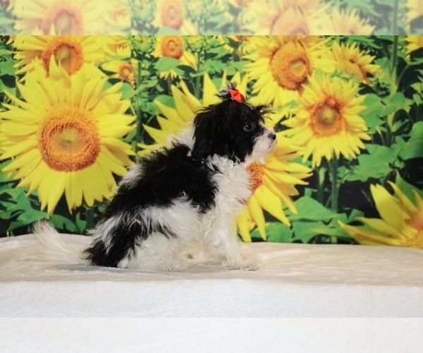 Medium Photo #30 Goldendoodle (Miniature) Puppy For Sale in DYERSBURG, TN, USA