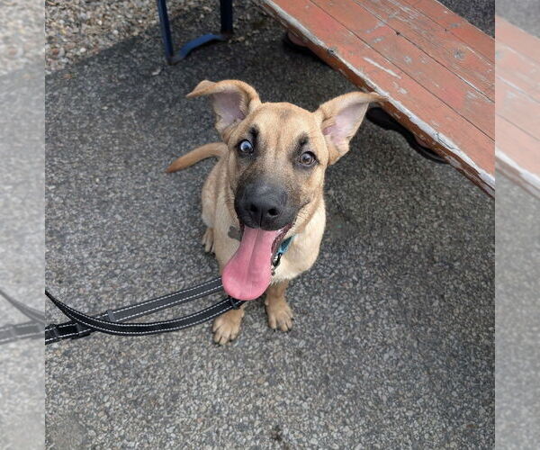 Medium Photo #8 Mountain Cur-Unknown Mix Puppy For Sale in Boston, MA, USA