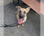 Small #7 Mountain Cur Mix