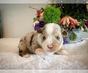 Miniature Australian Shepherd Puppy for Sale in BEATTY, Oregon USA