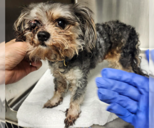 Poodle (Miniature)-Unknown Mix Dogs for adoption in Spring, TX, USA