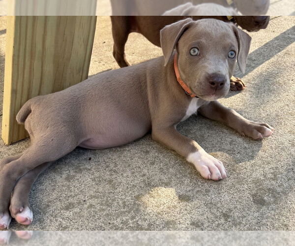 Medium Photo #3 American Staffordshire Terrier-Unknown Mix Puppy For Sale in Brewster, NY, USA