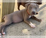 Small #2 American Staffordshire Terrier Mix