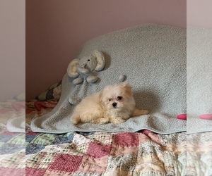Maltipoo-Yorkshire Terrier Mix Puppy for sale in BENSON, NC, USA