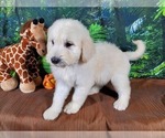 Small Photo #9 Goldendoodle-Poodle (Standard) Mix Puppy For Sale in PEYTON, CO, USA