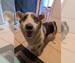 Small #1 Mutt