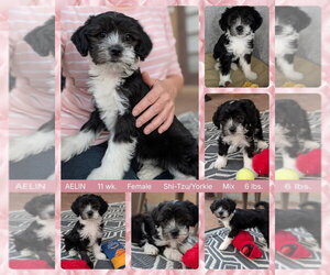 Shih Tzu-Unknown Mix Dogs for adoption in Mesa, AZ, USA