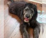 Small Australian Shepherd-Retriever  Mix