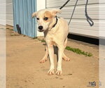 Small Photo #2 Collie-Great Pyrenees Mix Puppy For Sale in Washington, DC, USA