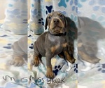 Puppy 11 Doberman Pinscher