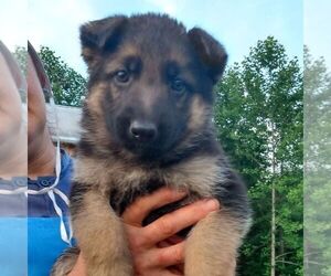 German Shepherd Dog Puppy for sale in SCOTTS HILL, TN, USA