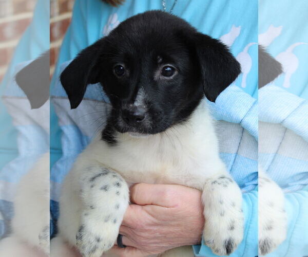 Medium Photo #4 Labrador Retriever-Unknown Mix Puppy For Sale in Prattville, AL, USA