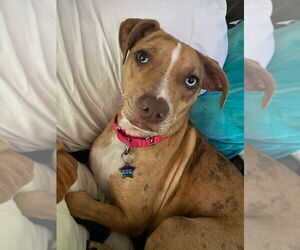 Mutt Dogs for adoption in Brewster, NY, USA