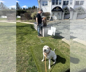 Olive Mini Pittie - Female Mutt Dog for Adoption - Photo #11