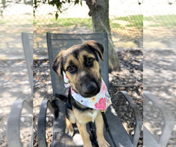 Medium Photo #4 German Shepherd Dog Puppy For Sale in San Leon, TX, USA