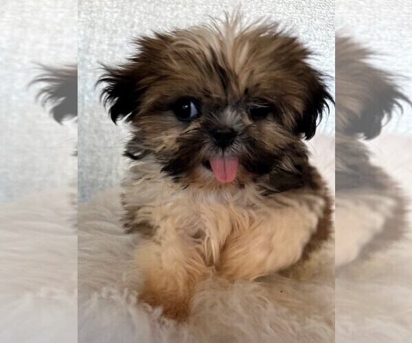 Medium Photo #3 Shih Tzu Puppy For Sale in STUART, FL, USA