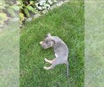 Small American Pit Bull Terrier-American Staffordshire Terrier Mix