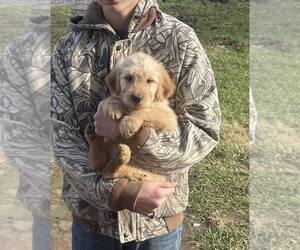 Goldendoodle Puppy for sale in ELLISGROVE, IL, USA