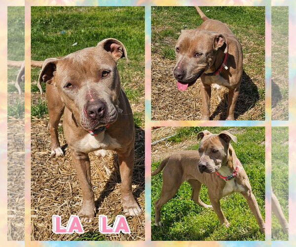 Medium Photo #4 American Pit Bull Terrier-Unknown Mix Puppy For Sale in Blacksburg, SC, USA
