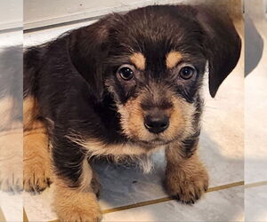 Basset Hound-Unknown Mix Dogs for adoption in Walnutport, PA, USA